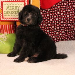 Rye - Silver male Poodle puppy in Peyton, Co, Usa, Colorado from Peyton Poodles