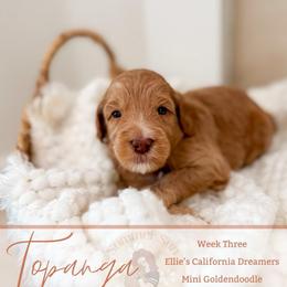 Topanga - Apricot female Goldendoodle puppy in California City, California from Summer Sun Doodles