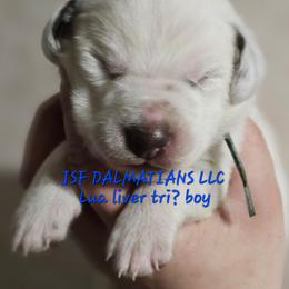 Blue - White, liver and tan male Dalmatian puppy in Conrath, Wisconsin from JSF Dalmatians LLC