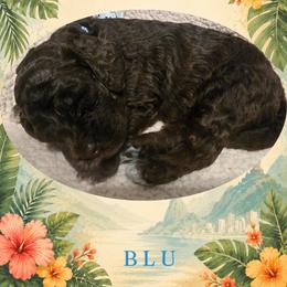 Boy 3 - Brown male Lagotto Romagnolo puppy in Salida, California from Harper's Lagotti