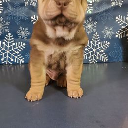 Hornaday - Brown male Chinese Shar-Pei puppy in Ste. Marie, Illinois from JoShel’s Silver Lined Wrinkles and Tails