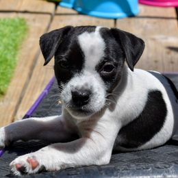 Jack Russell Terrier and Labrador Retriever Puppies from Julsby Labradors and Jack Russell Terriers