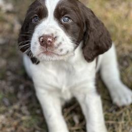 English Springer Spaniel Puppies from Murphy Farms