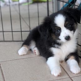 Toy Australian Shepherds from Alexandra Meadors