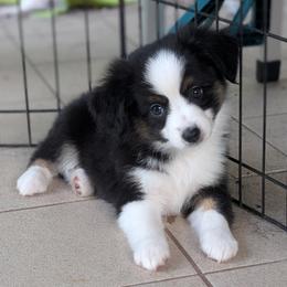 Toy Australian Shepherds from Alexandra Meadors