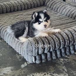 Stetson - Pomsky