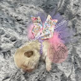 Shih Tzu Puppies from Shurbeez Shih Tzu