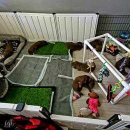 Chesapeake Bay Retriever Puppies from Shore Acres Chesapeakes