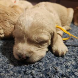Brooklyn - yellow collar - Cream female Labradoodle puppy in Fostoria, Michigan from North Country Kennel Club