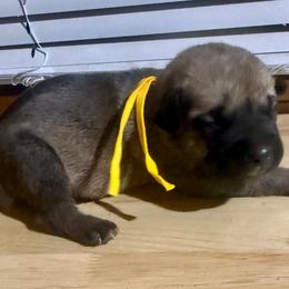 Yellow - Yellow female Black Mouth Cur puppy in Warsaw, Missouri from Heritage Cow Dogs