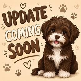 Goal - Chocolate male Havanese puppy in Arizona from HavaDoggie