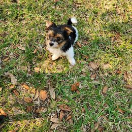 Yorkshire Terrier Puppies from Wild Azalea Yorkies on FB