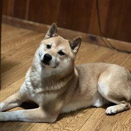 Reggie - Shiba Inu