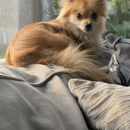 Pumpkin - Pomeranian