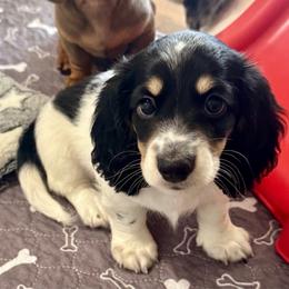Noah - Black and cream male Dachshund puppy in Lakeland, Florida from Ruthie’s Rich Mini Dachshunds