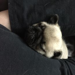 Pug Puppies from Dixie Pugs of Tn
