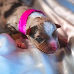 Girl 6 - Miniature Australian Shepherd puppy in Dayton, Texas from Salty LeBlanc Aussies
