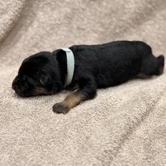Grey Collar - Black and red female German Shepherd puppy in Yelm, Washington from Squires Farm and Ranch, Vom Haus Squires