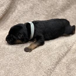 Grey Collar - Black and red female German Shepherd puppy in Yelm, Washington from Squires Farm and Ranch, Vom Haus Squires