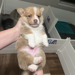 Tiberius - Red and white male American Corgi puppy in Garland, Texas from Barker's Corgis