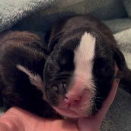 Brindle boy with lots of white - Brindle male Boxer puppy in Graham, Washington from Precious Paws Boxer puppies in WA