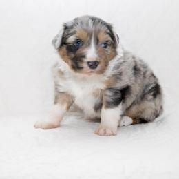 Apple - Blue merle male Australian Shepherd puppy in Bristol, New Hampshire from NewFound Lake Aussies
