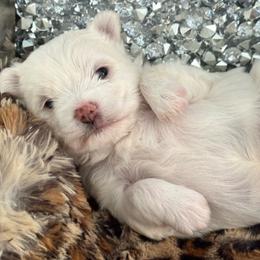 Chandler orange - White male Morkie puppy in Taylorsville, North Carolina from Mountain Top Hot Tailz