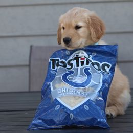 Australian Shepherd and Golden Retriever Puppies from Sterling Valleys Goldens and Aussies
