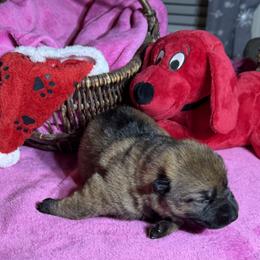 Pretty dark Sable girl - Sable female German Shepherd puppy in Grantsville, Utah from Vom Haus Denfors K9 - Working German Shepherds