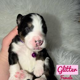 Glitter - Tri-color female Bernedoodle puppy in Beecher, Illinois from Erica’s Doodles