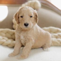 Boy 4 - male Goldendoodle puppy in Hiddenite, North Carolina from Rose and Reid Doodles
