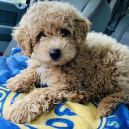 Bernedoodle and Goldendoodle Puppies from Cottrell’s Poodles & Doodles