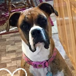 Sophie - Boxer