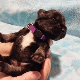 Miniature Schnauzer Puppies from Shenandoah Schnauzers