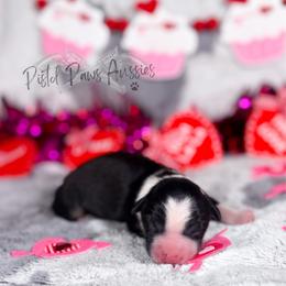Dimples - Black tri male Toy Australian Shepherd puppy in Liberty Hill, Texas from Pistol Paws Aussies