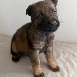 Red - Sable male German Shepherd puppy in Buckeue, Arizona from Légende Vivante Du Chief Kennel