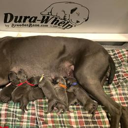 Puppy - Blue male Great Dane puppy in Baltimore, Ohio from River Rock Danes