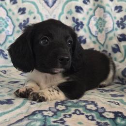 Goose aka Checkers - Piebald male Dachshund puppy in Cowen, West Virginia from Bennett Babies