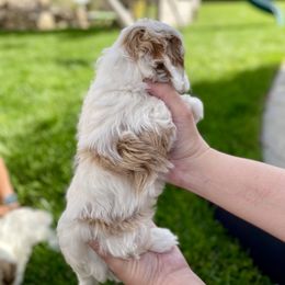 Cavapoo Puppies from Ellas.Pups