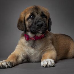 Anatolian Shepherd Dog Puppies from Fiddler’s Dream Anatolians