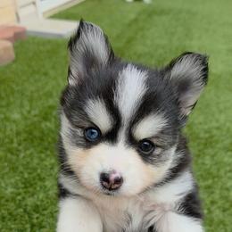 Regina - Black and white female Pomsky puppy in Fredericksburg, Virginia from Purely Pomskies