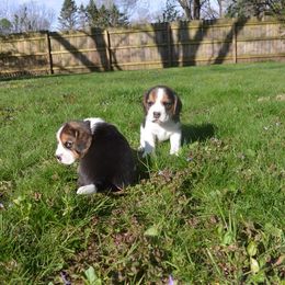 Beagle Puppies from Copper Sky Beagles