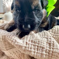 Green Collar Male - Black and red German Shepherd puppy in Saint Louis, Michigan from drei Stränge German Shepherds