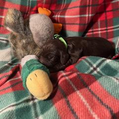 Gunner - Chocolate Boykin Spaniel puppy in Arkansas from Arklahoma Boykins