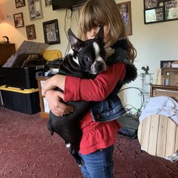 Boston Terrier, Companion Cross, and French Bulldog Puppies from High Plains French Bulldogs,Boston Terriers and Frenchtons.