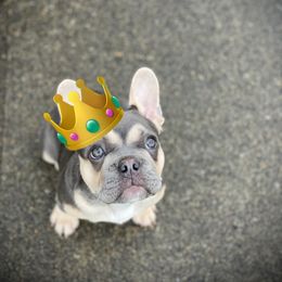 French Bulldog All Grown Up from Kickz Frenchies