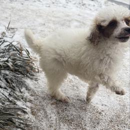 Ham - Parti male Poodle puppy in Greeneville, Tennessee from Smokey Mountain Sheepadoodles