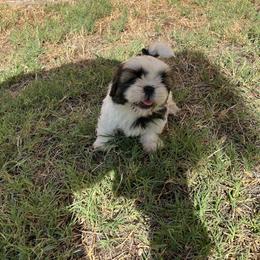 Shih Tzu puppies from Wendy's Shih Tzus