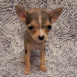 Lily - Blue merle female Chihuahua puppy in Branford, Florida from Mbjs Doxies and chihuahuas