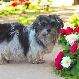 Ginger snap - Yorkshire Terrier